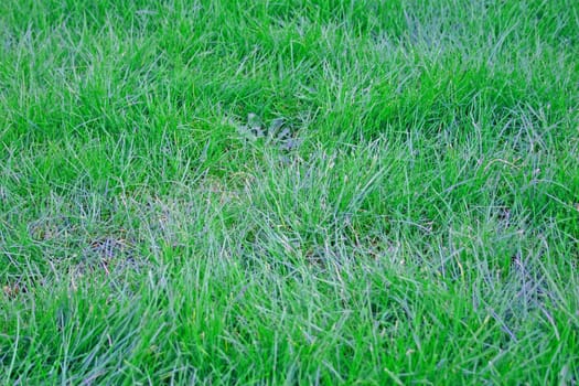 Mid Length Green Grass Lawn