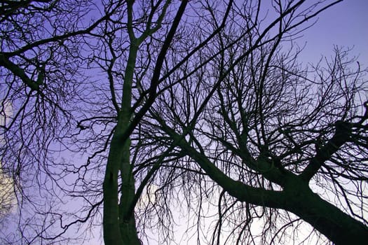 Winter Trees in England