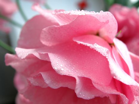 Fine flowers of a rose stand in a vase with water   