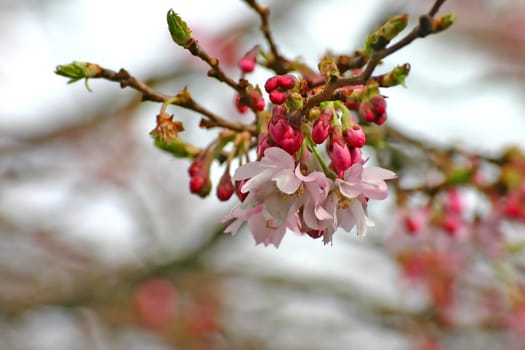 Spring Flowers on a Tree