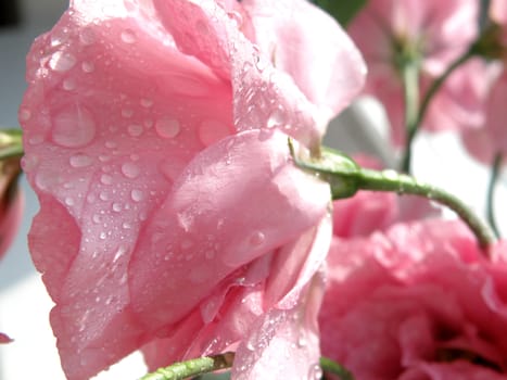 Fine flowers of a rose stand in a vase with water      