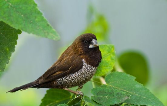 Beautiful chocolate brown species of Bengalese or Society Finch