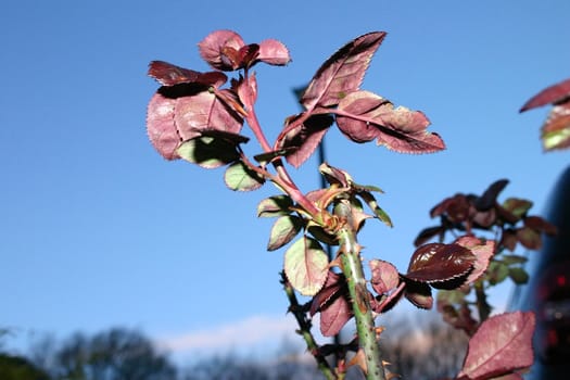 Stem and Red Leaves on a Rose Bush in Winter