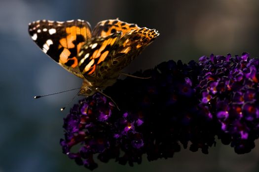 Painted lady drinking nectar from flowers of butterfly bush on summer day