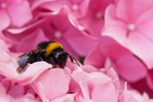 Bumble bee on pink hortensia flowers resting for a moment and cleaning up from pollen