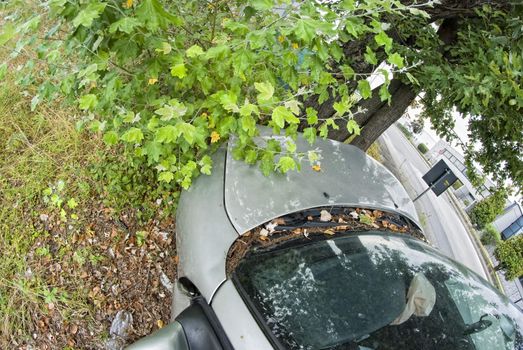 Car Accident against a Tree, Italy