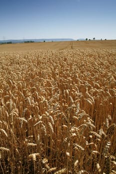 field of corn with a sunny sky