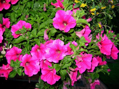 Pink Pansies in a Hanging Basket