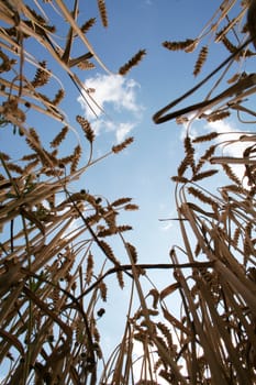 field of corn with a sunny sky