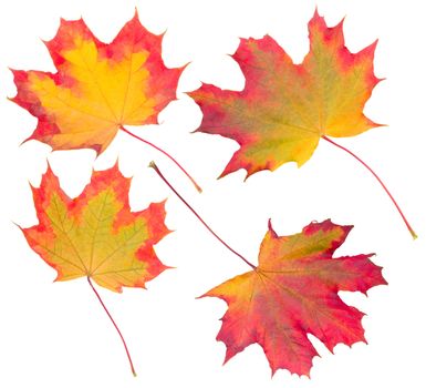 autumn maple leaves collection, isolated on white