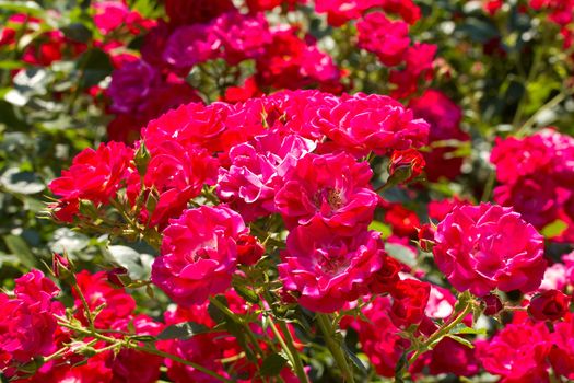 bush of beautiful pink roses