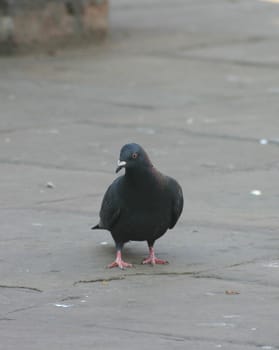 Lonely Pigeon on a British Street