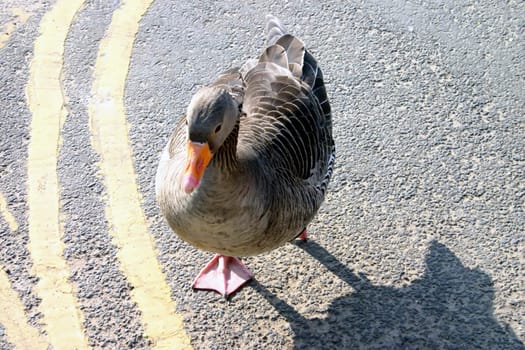 Double Yellow Line Duck