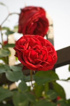 Rose with shallow depth of field