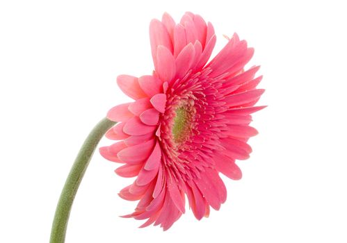 close-up pink gerbera flower, isolated on white