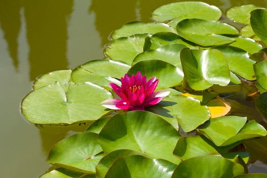 pink water lily in pond