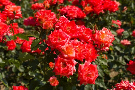 bush of beautiful roses