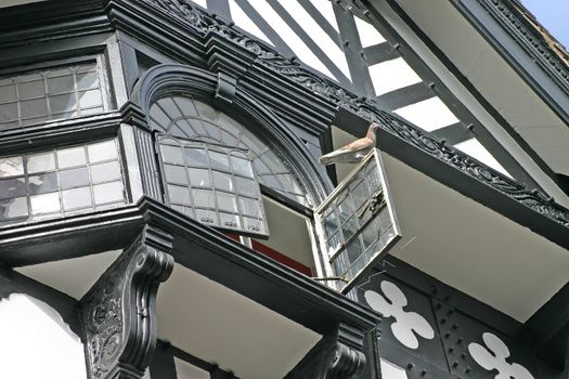 Pigeon on Open Window in Old Building in Chester UK