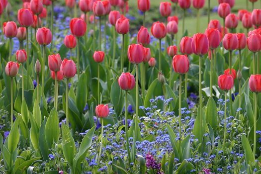 Red Tulips Above Blue Small Flowers