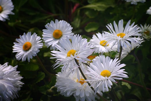 Daisy Flowers