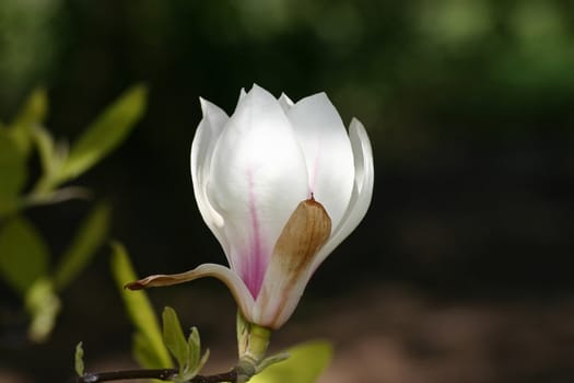 Flower in Spring