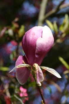 Big Pink Flower