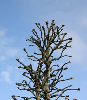 Tree with No Real Branches