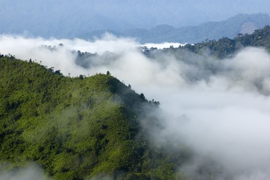Summit view of green forest in misty morning.