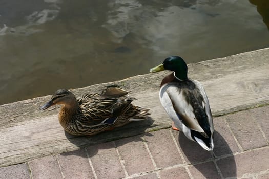 Two Ducks by a River Bank