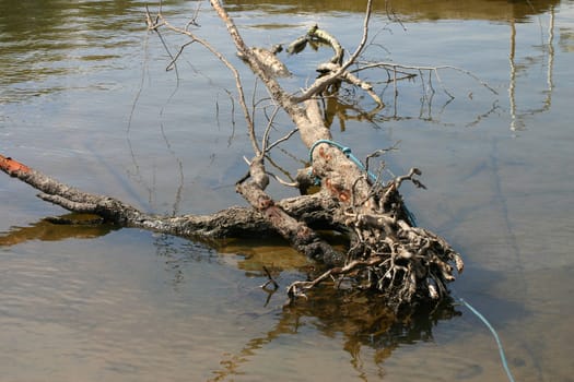 Dead Tree in River with Blue Rope Attached for Recovery