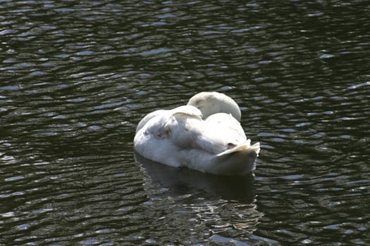 Sweeping Swal on Lake