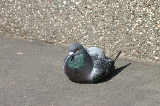 Pidgeon Sitting On Concrete Floor