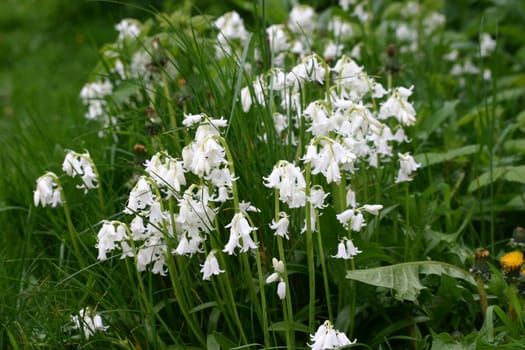 White Bluebells in English Field