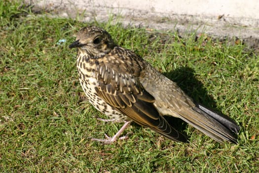 Thursh Bird on Green Grass in England