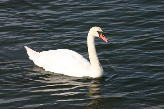 Swan on a Marine Lake