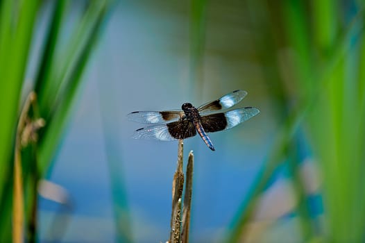 Gorgeous black and white dragonfly with transparent wings on a reed in a pond, with wings spread wide open.

