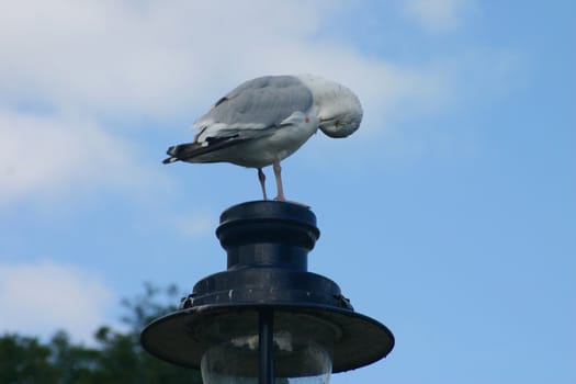 Seagull Preening itself on lamp post