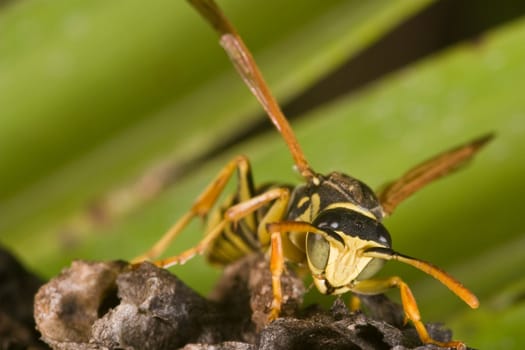 A wasp Polistes bischoffi ( Weyrauch, 1937 ) of threatening aspect