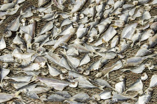 drying salted fish under hot sun 