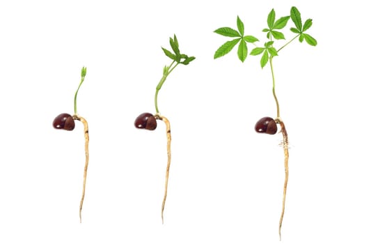 germinating chestnut on white background