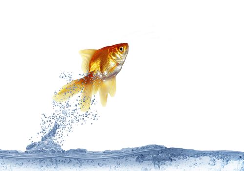  jumping out fish on white background