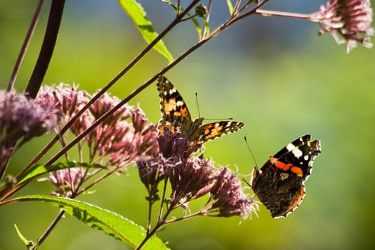 Butterflies on Gravelroot in sunny summer garden 