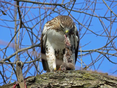 Red-tailed Hawk Feeding On Marsh Rat