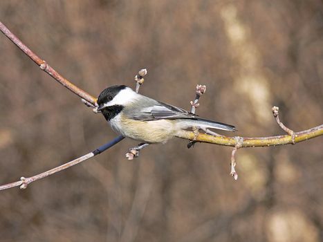 Black-capped Chickadee Perched On branch In Morning Sun