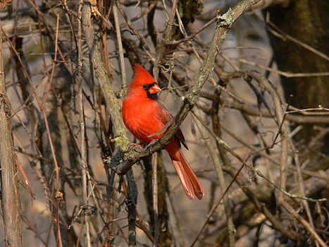 Cardinal Male In Morning Sun Perched On Branch