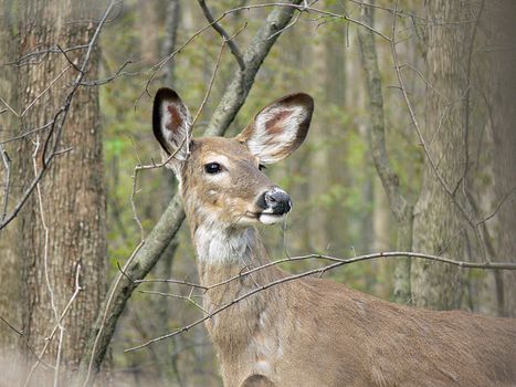 White-tailed Deer Odocoileus virginianus doe standing in forest