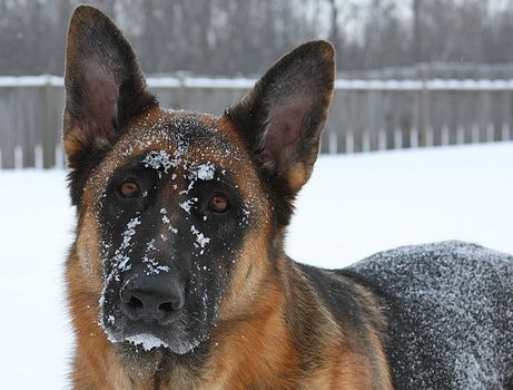 German Shepherd Dog Big Male Standing Head Shot