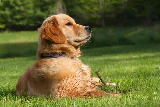 Golden Retriever Laying In Grass