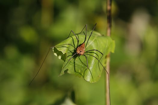 Harvestmen Golden Sitting On Leaf Warming In Sun