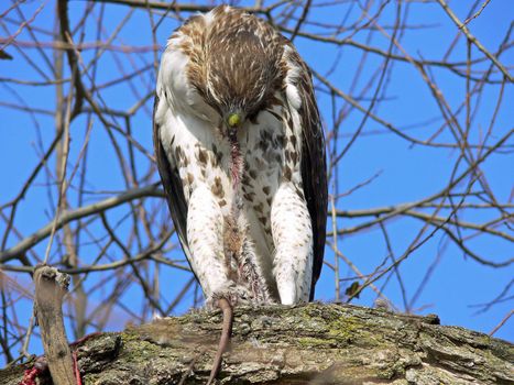 Red-tailed Hawk Feeding On Marsh Rat In Tree